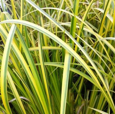 Ornamental Grass