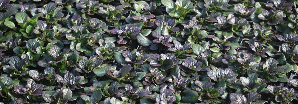 Ajuga reptans 'Catlin's Giant' - Catlin's Giant Bugleweed