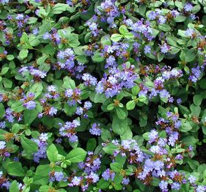 Dwarf Plumbago Ceratostigma plumbaginoides from Classic Groundcovers