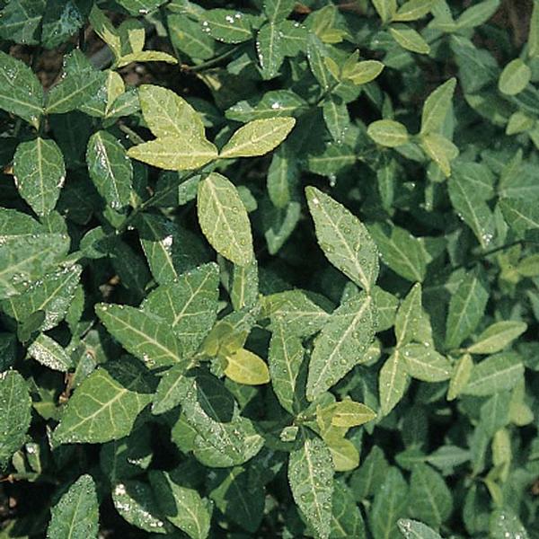 Purple Wintercreeper Euonymus fortunei Coloratus from Classic Groundcovers