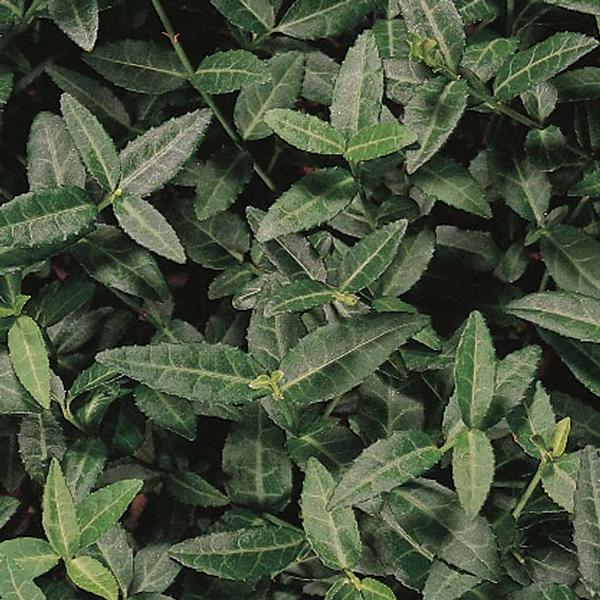 Wintercreeper Euonymus fortunei Acutus from Classic Groundcovers