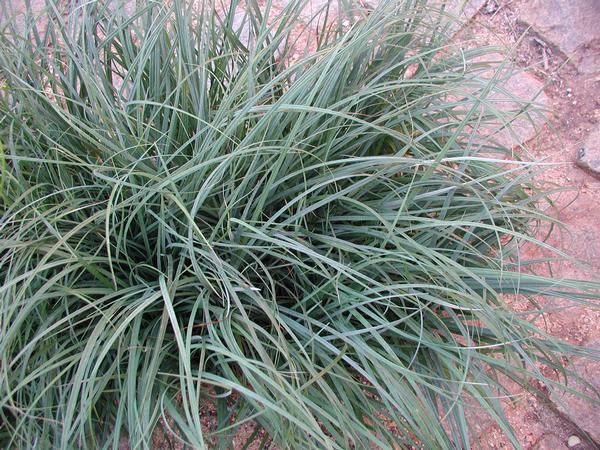 Sedge - Blue Sedge Carex flacca (a.k.a glauca) from Classic Groundcovers