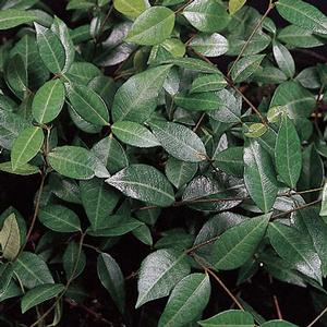 Asiatic Jasmine Trachelospermum asiaticum from Classic Groundcovers