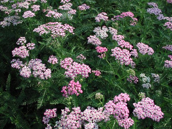 Common Yarrow Achillea millefolium Oertel's Rose from Classic Groundcovers