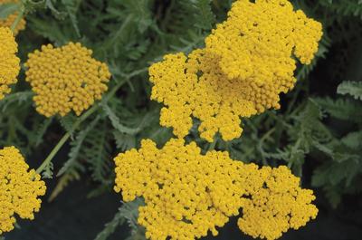 Coronation Gold Yarrow Achillea Coronation Gold from Classic Groundcovers