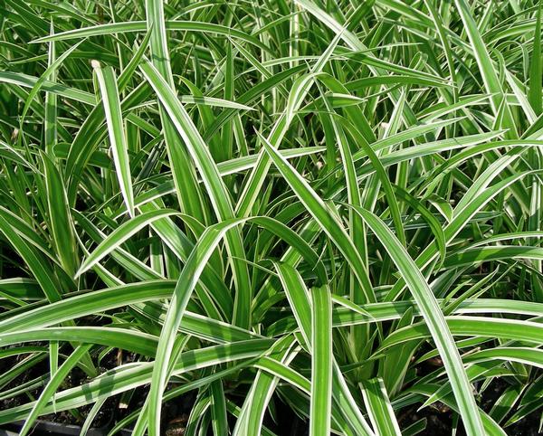 Sedge - Morrow's Sedge Carex morrowii Ice Dance from Classic Groundcovers