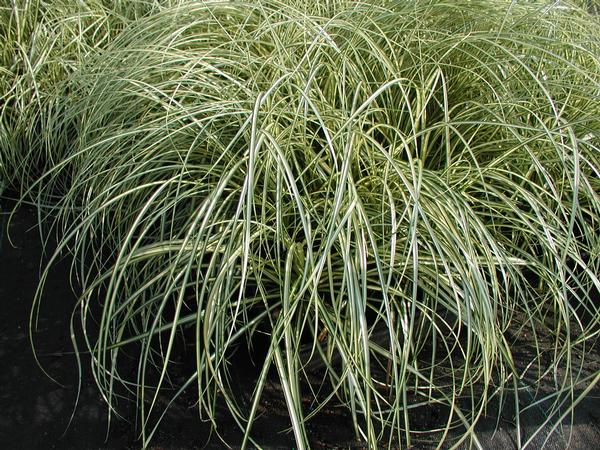 Sedge - Striped Weeping Sedge Carex oshimensis Evergold from Classic Groundcovers