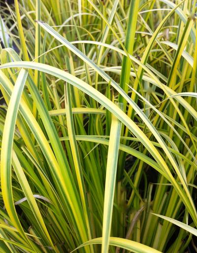 Golden Variegated Sweet Flag Acorus gramineus Ogon from Classic Groundcovers