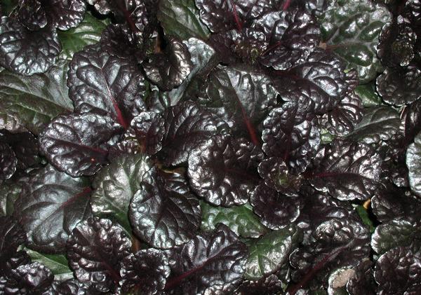Black Scallop Bugleweed Ajuga reptans Black Scallop from Classic Groundcovers