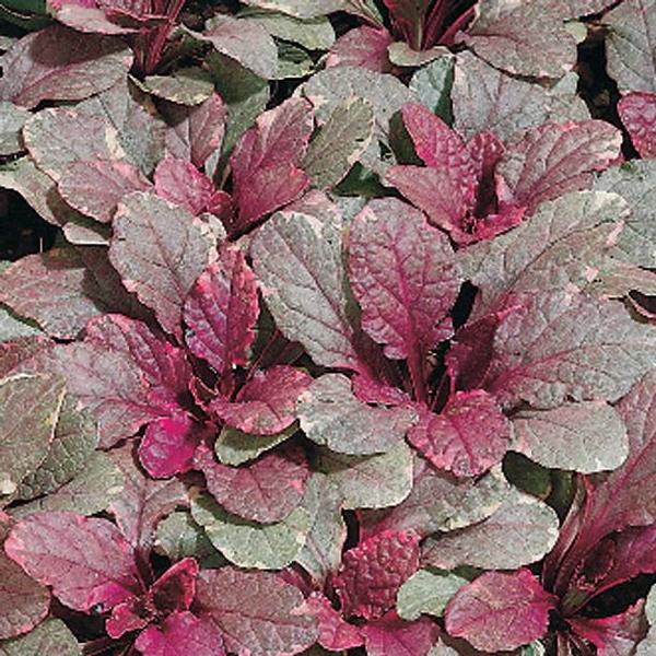 Burgundy Glow Bugleweed Ajuga reptans Burgundy Glow from Classic Groundcovers