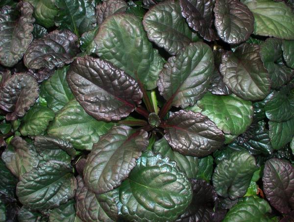Catlin's Giant Bugleweed Ajuga reptans Catlin's Giant from Classic Groundcovers
