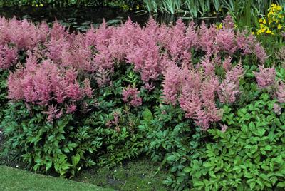 False Spirea Astilbe x arendsii Rheinland from Classic Groundcovers