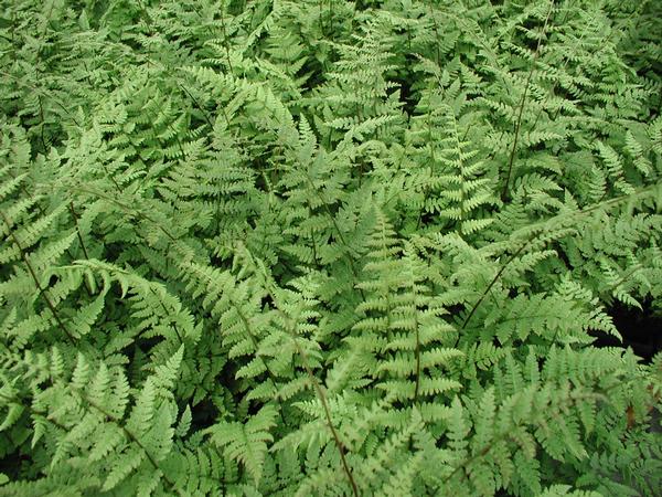Lady Fern Athyrium filix-femina from Classic Groundcovers