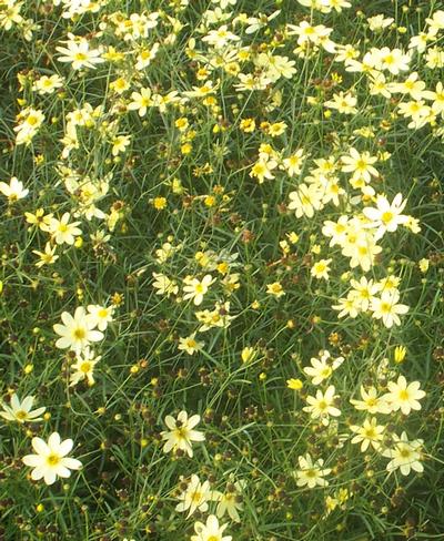 Threadleaf Tickseed Coreopsis verticillata Moonbeam from Classic Groundcovers