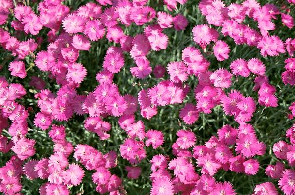 Cheddar Pinks Dianthus gratianopolitanus Firewitch from Classic Groundcovers
