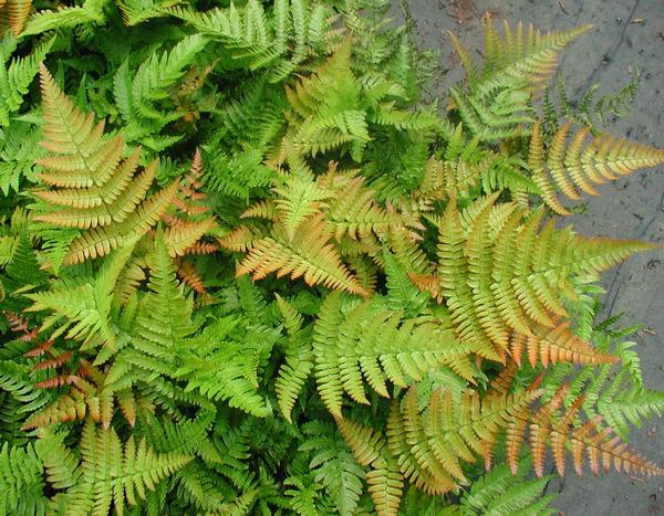 Autumn Fern Dryopteris erythrosora from Classic Groundcovers