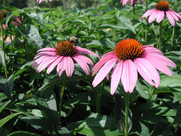 Magnus Coneflower Echinacea purpurea Magnus from Classic Groundcovers