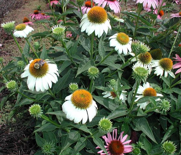 White Swan Coneflower Echinacea purpurea White Swan from Classic Groundcovers