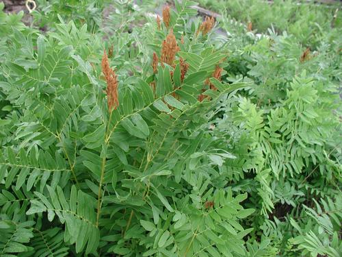 Royal Fern Osmunda regalis from Classic Groundcovers