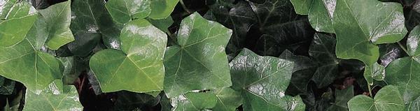English Ivy Hedera helix from Classic Groundcovers