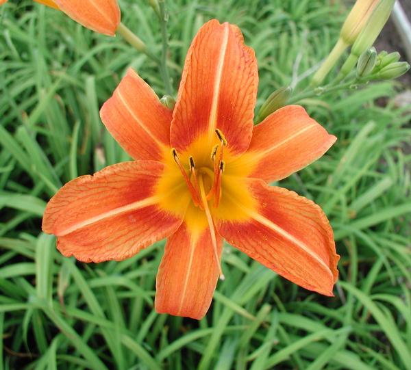 Orange Daylily Hemerocallis fulva from Classic Groundcovers
