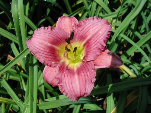 Purple de Oro Daylily Hemerocallis Purple de Oro from Classic Groundcovers