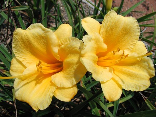 Stella de Oro Daylily Hemerocallis Stella de Oro from Classic Groundcovers