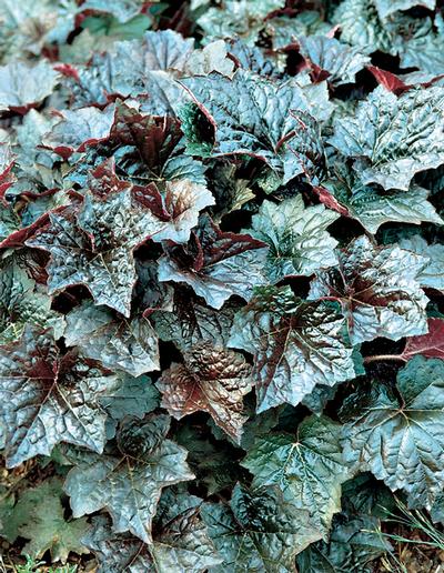 Palace Purple Coral Bells Heuchera micrantha Palace Purple from Classic Groundcovers