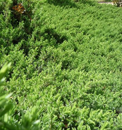 Blue Pacific Juniper Juniperus conferta Blue Pacific from Classic Groundcovers