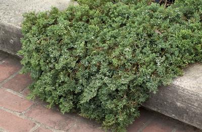 Blue Rug Juniper Juniperus horizontalis Wiltonii from Classic Groundcovers