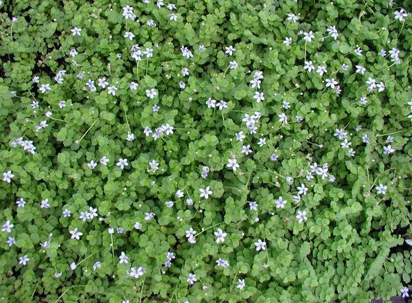 Blue Star Creeper Laurentia fluviatilis from Classic Groundcovers