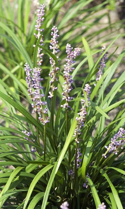 Big Blue Lily Turf Liriope muscari Big Blue from Classic Groundcovers