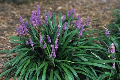 Christmas Tree Lily Turf Liriope muscari Christmas Tree from Classic Groundcovers