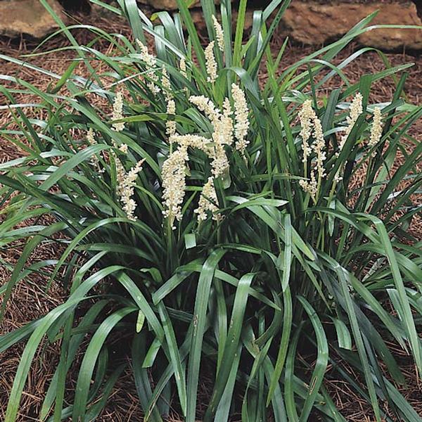 Monroe's White Lily Turf Liriope muscari Monroe's White from Classic Groundcovers