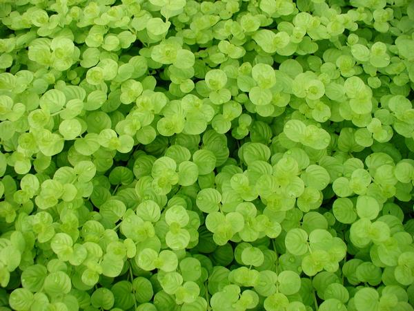 Golden Creeping Jenny Lysimachia nummularia Aurea from Classic Groundcovers