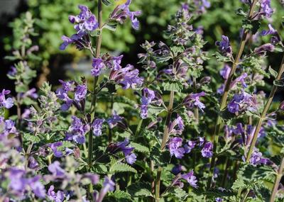 Walker's Low Catmint Nepeta x faassenii Walker's Low from Classic Groundcovers