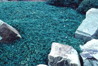 Dwarf Mondo Grass Ophiopogon japonicus Nana from Classic Groundcovers