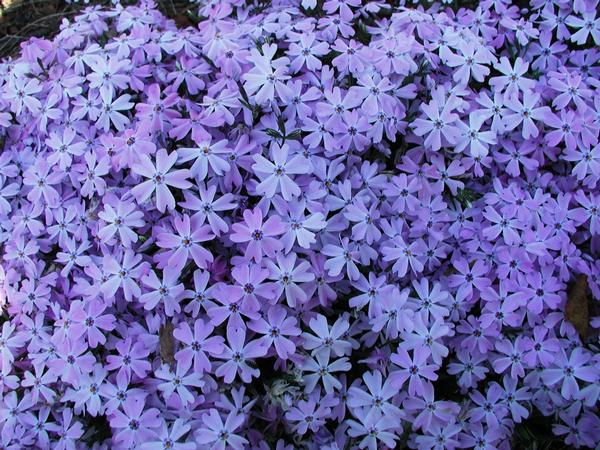 Blue Creeping Phlox Phlox subulata Blue Emerald from Classic Groundcovers