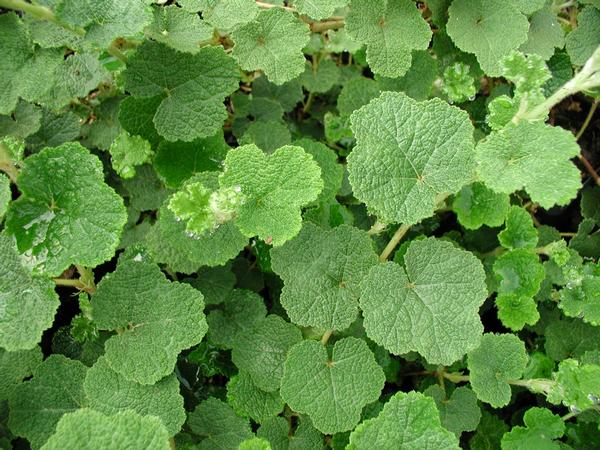 Creeping Raspberry Rubus calycinoides from Classic Groundcovers