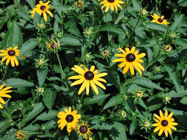 Black Eyed Susan Rudbeckia fulgida Goldsturm from Classic Groundcovers