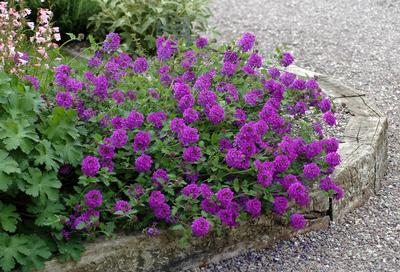 Purple verbena sales