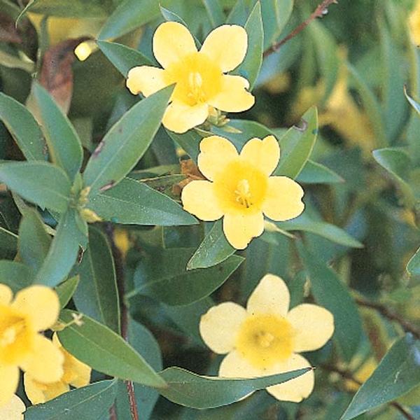 Carolina Jessamine Gelsemium sempervirens from Classic Groundcovers