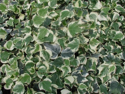 Variegated Algerian Ivy Hedera algeriensis Gloire de Marengo from Classic Groundcovers