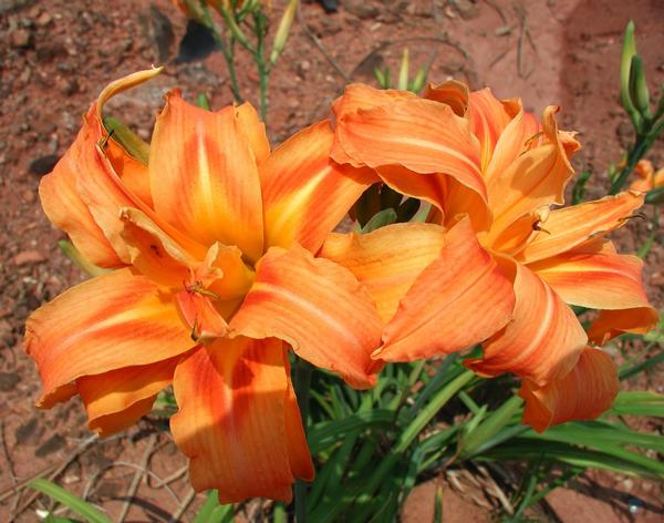 Double Orange Daylily Hemerocallis fulva Kwanso from Classic Groundcovers