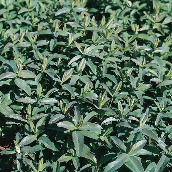 St John's-wort Hypericum calycinum from Classic Groundcovers