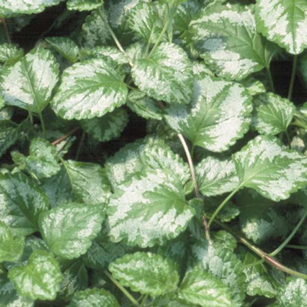 Yellow Archangel Lamiastrum galeobdolon Variegatum from Classic Groundcovers