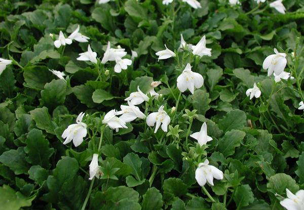 White Mazus Mazus reptans Alba from Classic Groundcovers