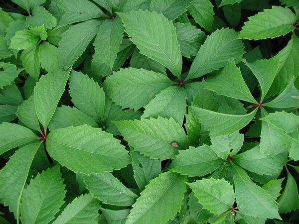 Virginia Creeper Parthenocissus quinquefolia from Classic Groundcovers