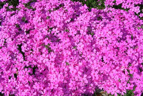 Red Wings Creeping Phlox Phlox subulata Red Wings from Classic Groundcovers