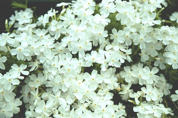 White Creeping Phlox Phlox subulata Snowflake from Classic Groundcovers